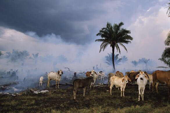 Рогатый скот блуждает по высыхающим пастбищам Бразилии