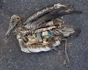 Пластик убивает Тихий океан