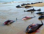 В Крыму массово гибнут дельфины