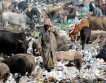 Как животные научились использовать наш мусор