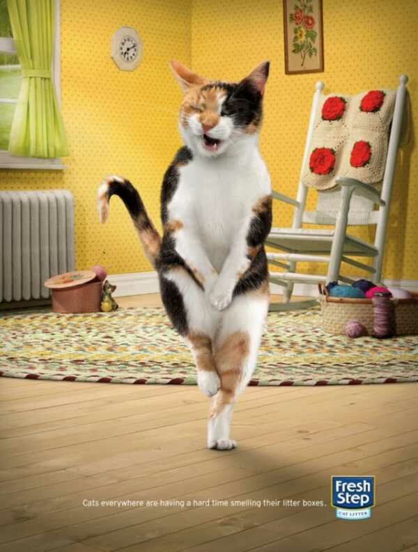 Смешная реклама кошачьего туалета