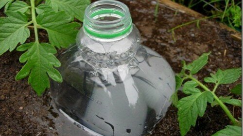 Пластиковая бутылка - оросительная система на грядке