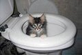 Появился новый высокотехнологичный туалет для котов